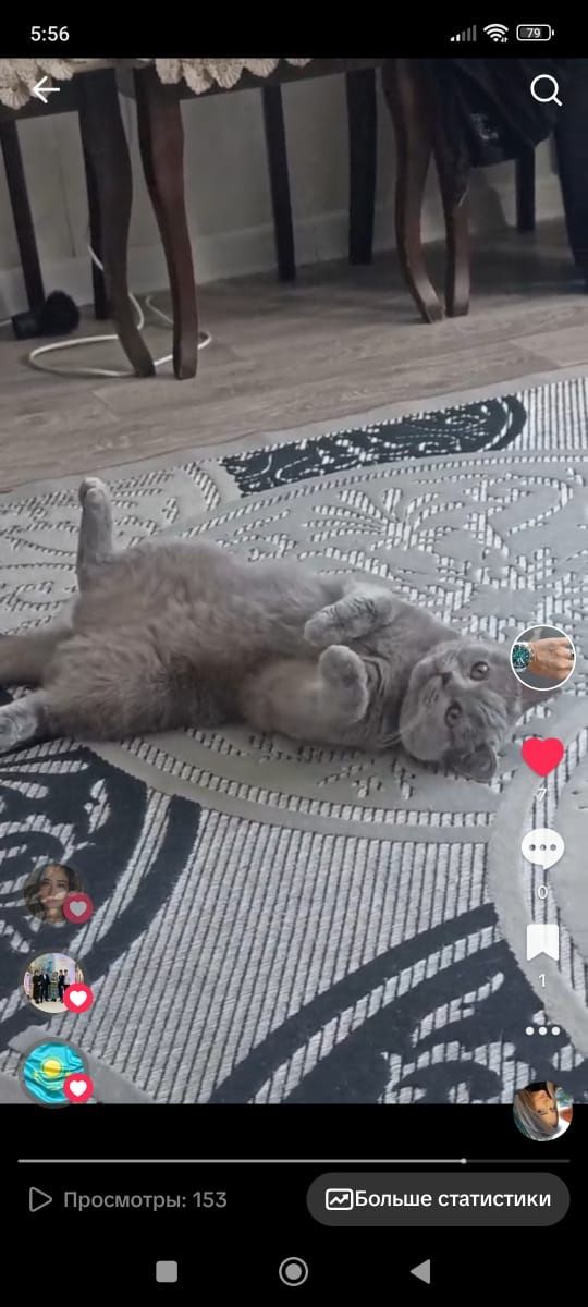 Кошка британка муйза