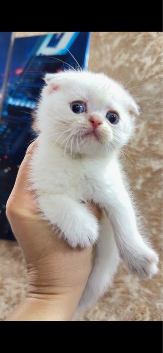 Продается Президент котенок, скотишь Фолд