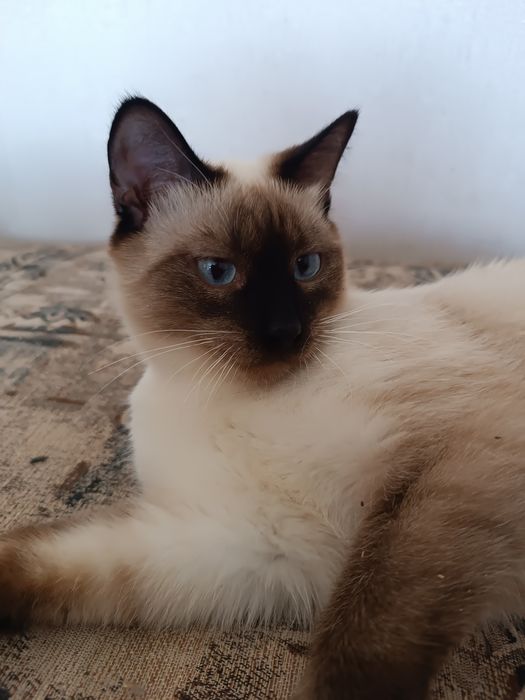 Отдам в хорошие руки