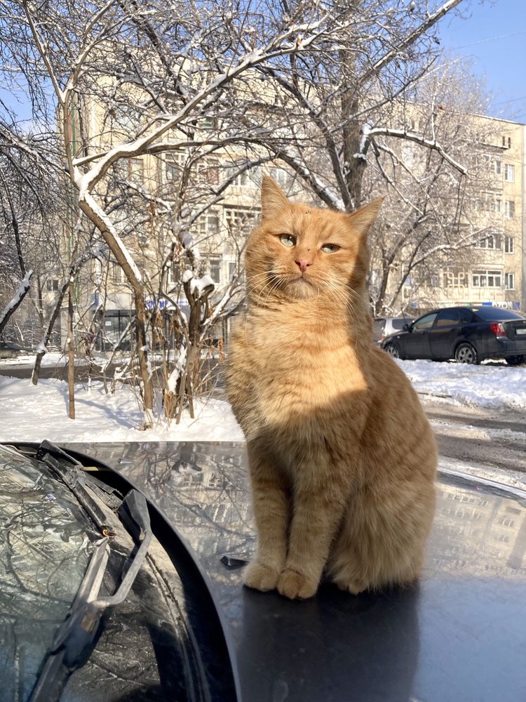 Кот ищет дом , кот в добрые руки