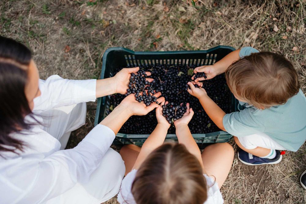 Suc Aronia  Ecologic Angro direct de la producător