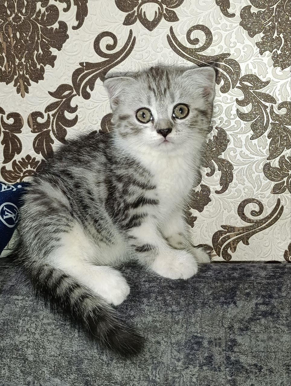 Продаются британские кошечки