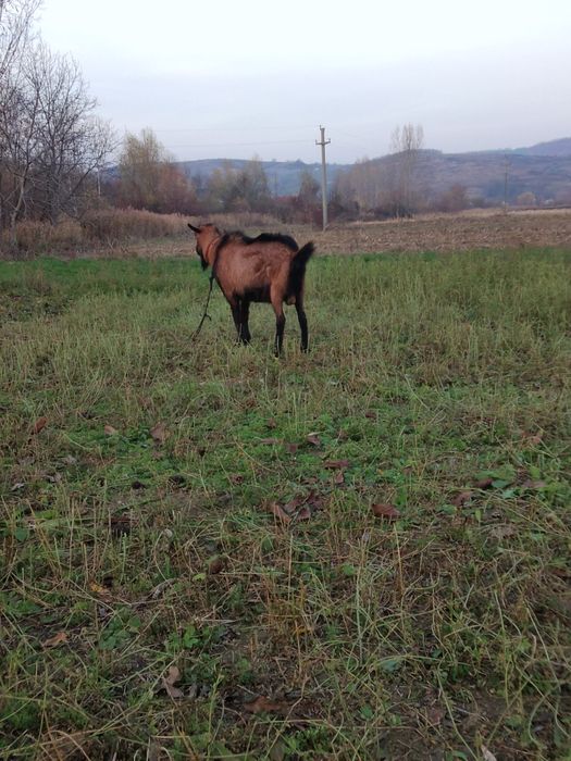 De vânzare țapi alpini