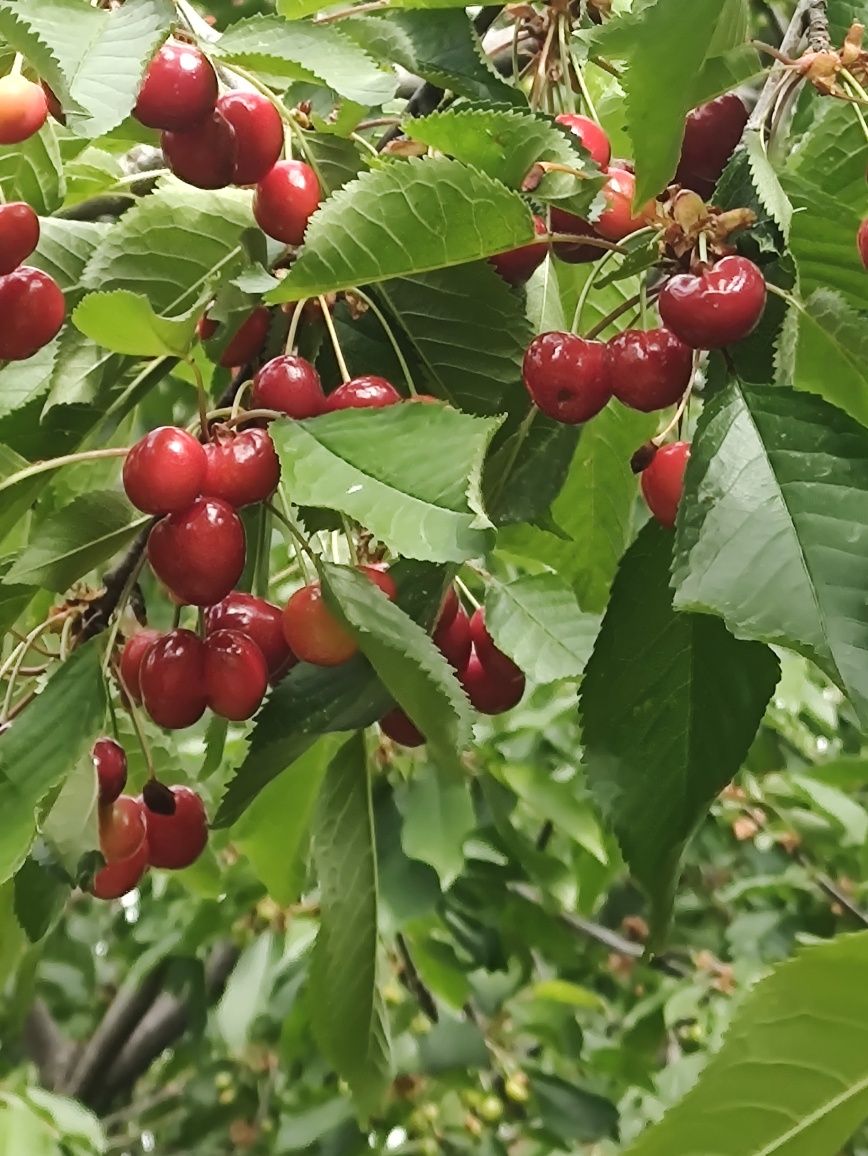 Cireșe românești bio