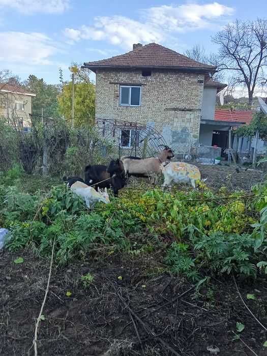 Продават се   ..