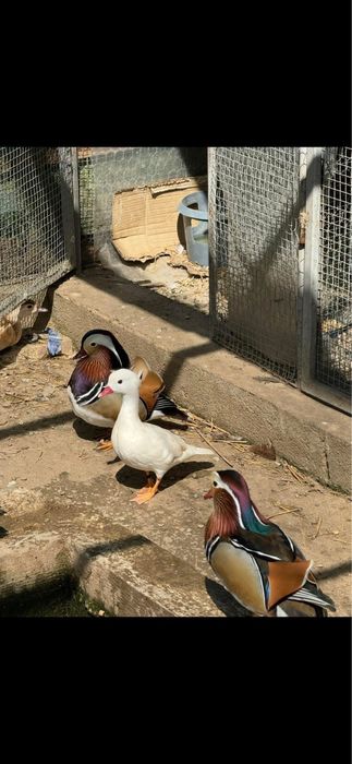 Ratoi mandarin schimb cu rata