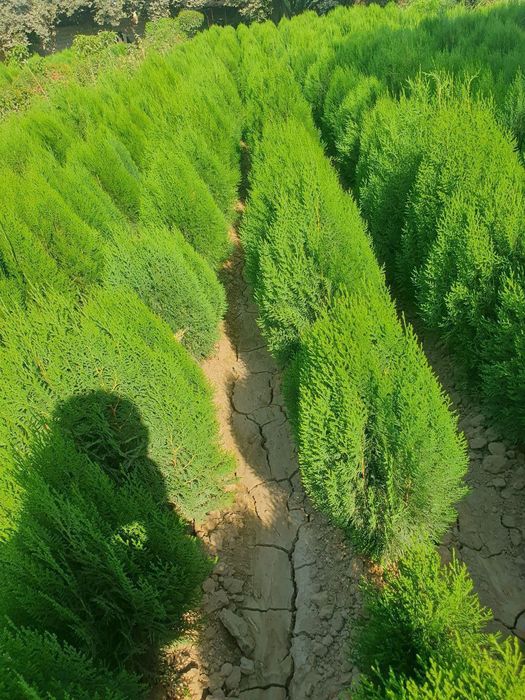 archa va dekrativni kuchatlar