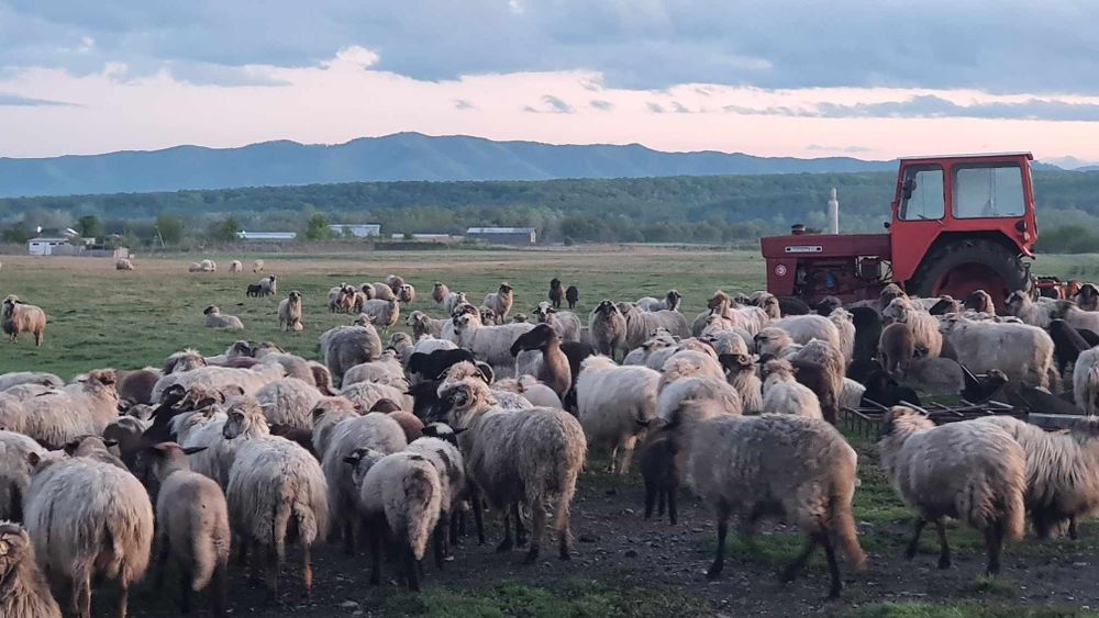 Miel miei cârlan carlani oi oaie Suceava Falticeni