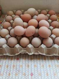 Ouă     bibilică