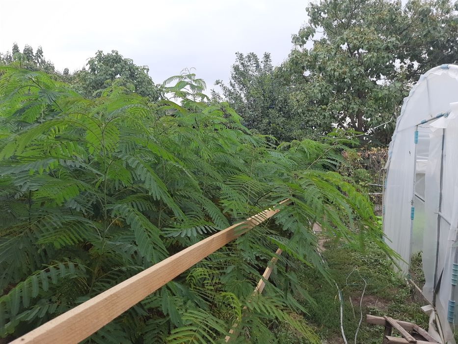 Paulonia tomentosa și arbori de matase