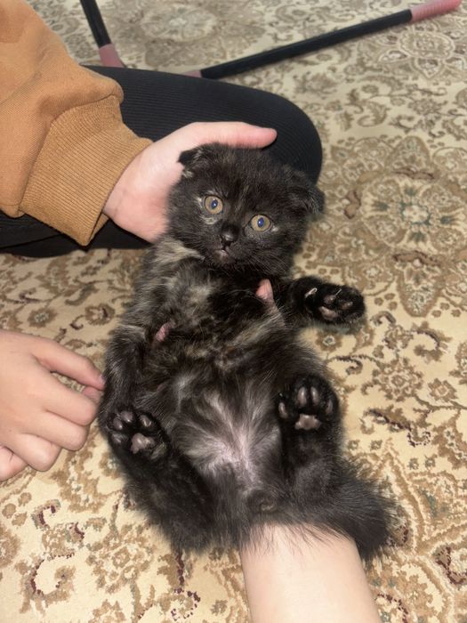 Котенок маленькие