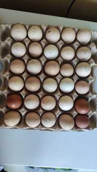 Инкубационные яйцо 150 тг