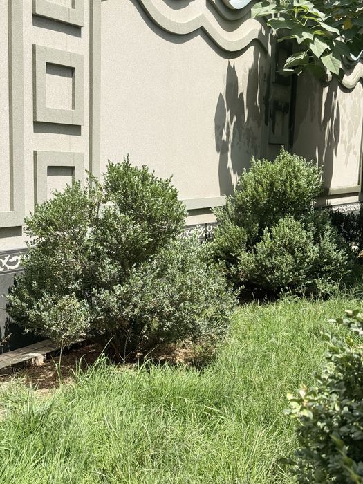 Шамшот сотилади бойи 150 ундан баланди хам пастихам бор