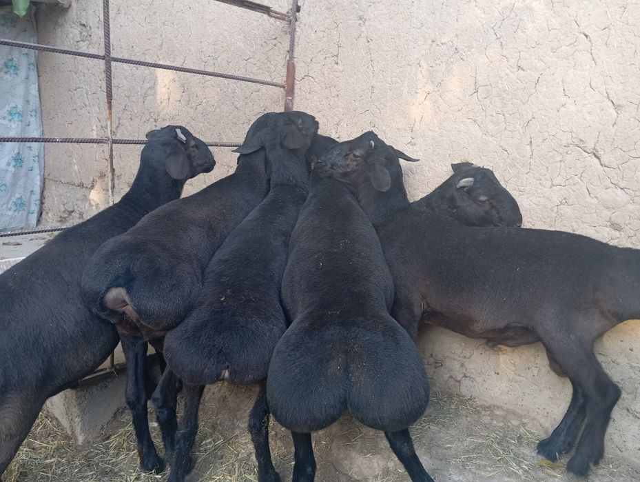 Qo'chqorla sotiladi