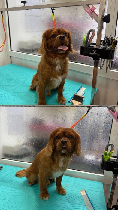 Груминг салон