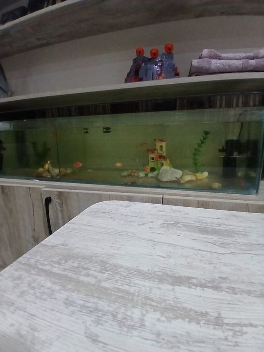 Аквариум ва баликлари билан  сотилади