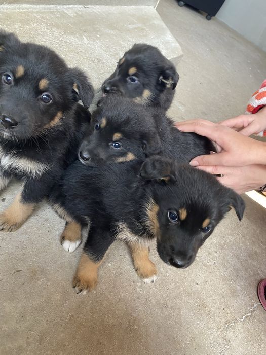 catelusi de curte si lup