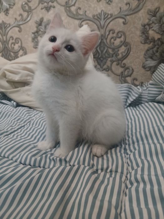 Продаётся котёнок мейн-кун с турецкой ангорой