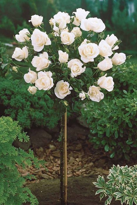 Trandafiri Pomișor (Diferite Culori Și Nuanțe)