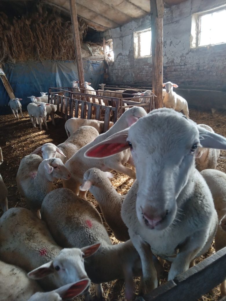 Caș dulce de oi, brânză sarata, berbecuț, mieluțe lacaune