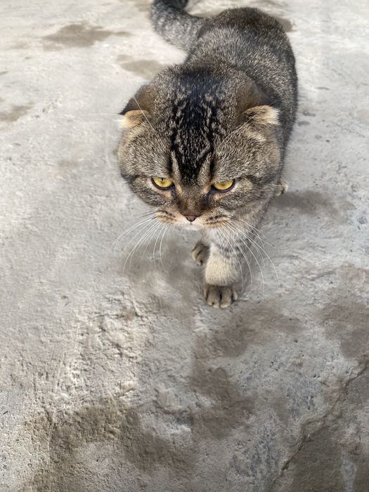 Британский шиншилла мальчик