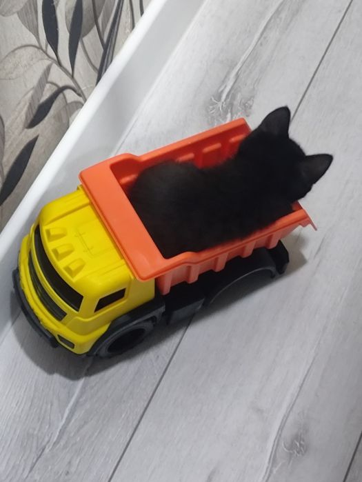 котята 2 месяца,  отдам в добрые руки