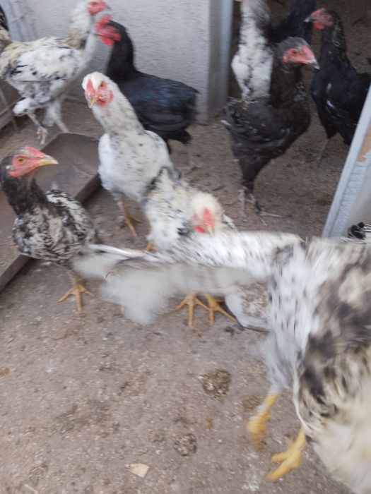 Cocoși tineri de vanzare, sunt tineri și sănătoși