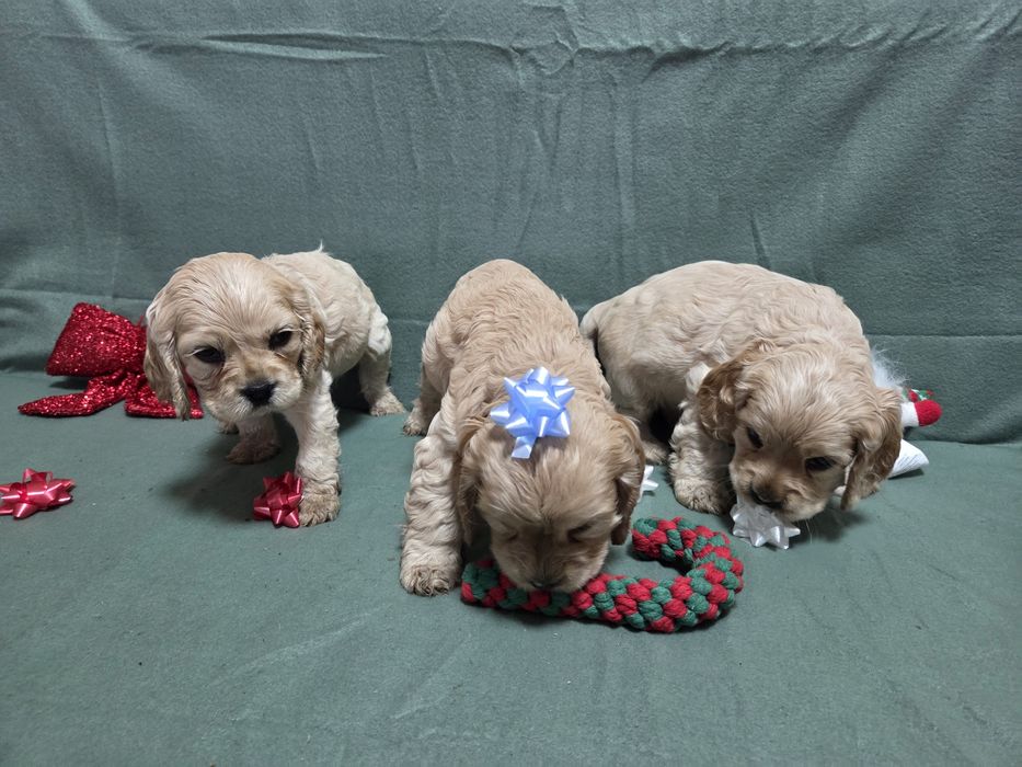 Продавам малки сладки кученца кокер шпаньол