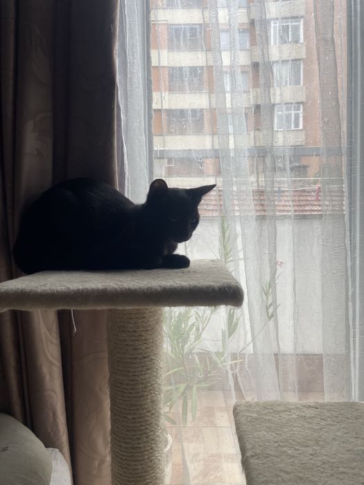 Подарявам малки котета