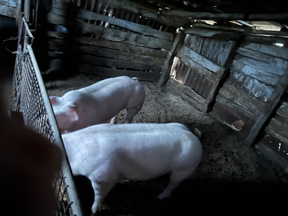 Vând porci grași 100 kg