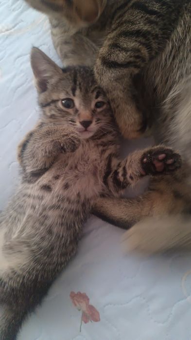 Котята в хорошие руки