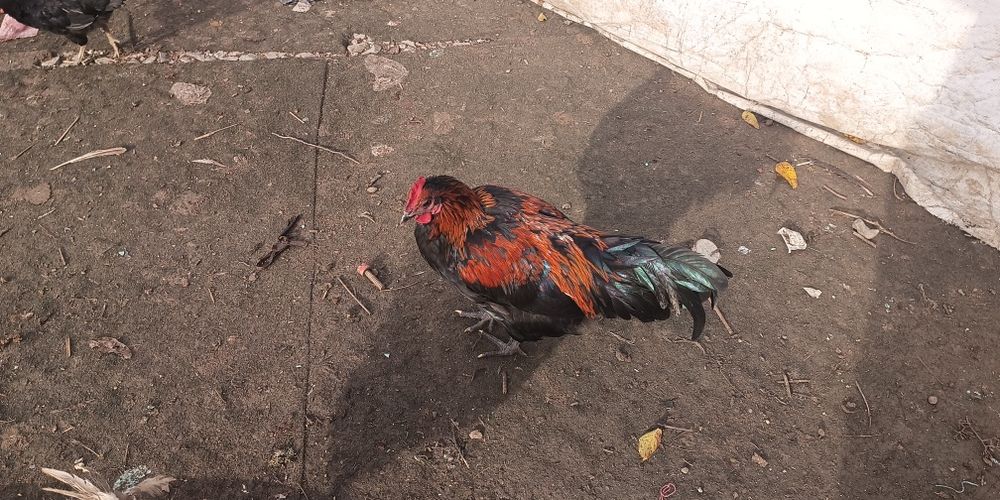 Vând găini și cocosi