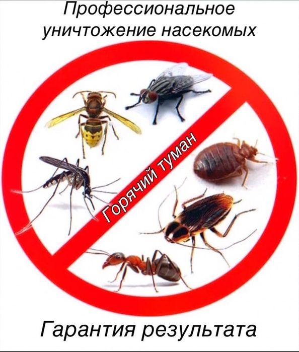 Дезинфекция от клопов, тараканов  и других насекомых