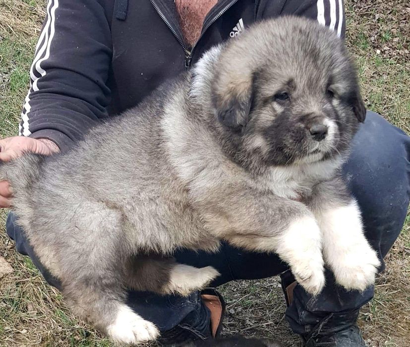 Femela Ciobănesc Caucazian