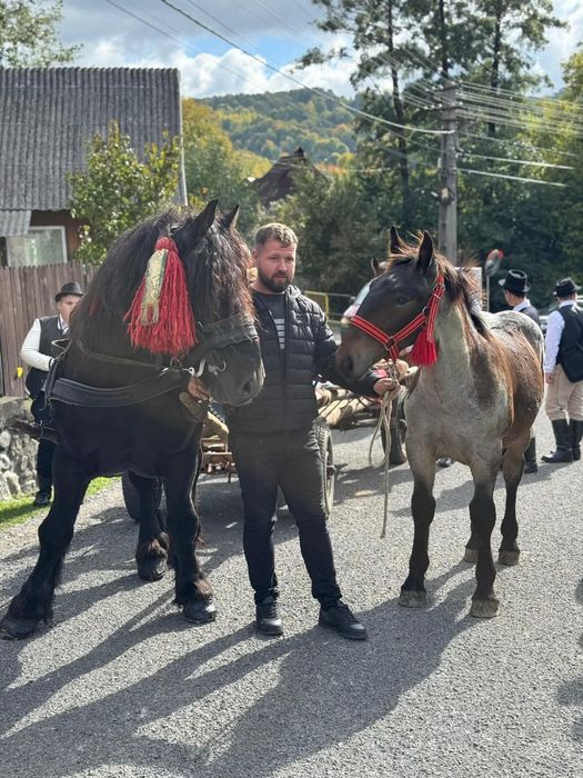 Vând mânz de 6 luni