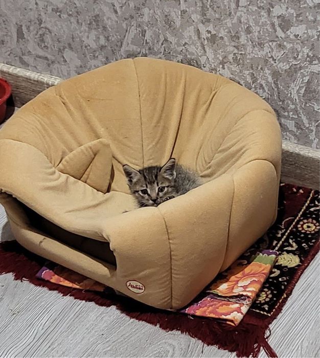 Отдам даром в добрые руки