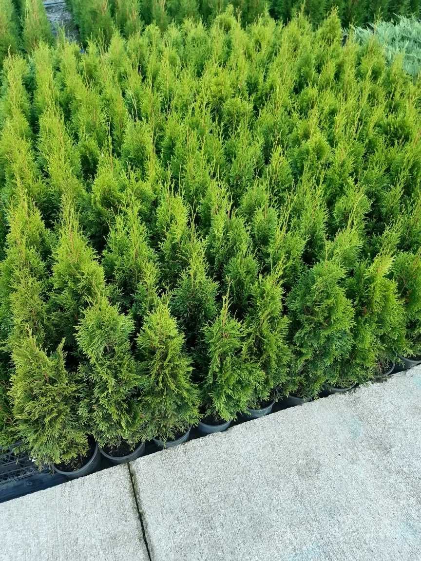 Vindem arbore de matase, tuia smaragd, buxus, lavanda, leylandii!