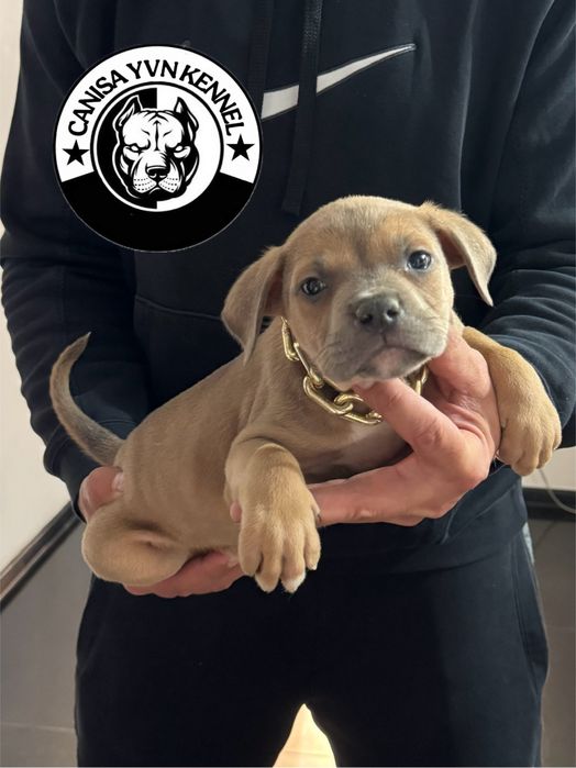 Mascul amstaff blue fawn