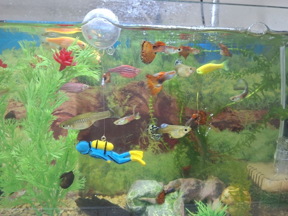 Продаются рыбки гуппи