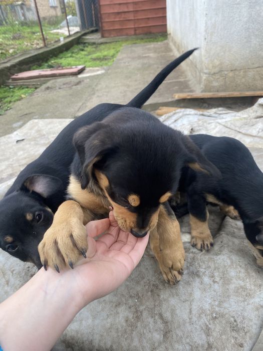 Подарявям кученца на 3 месеца