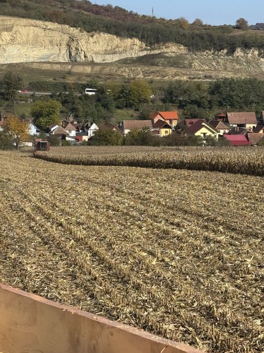 Porumb Recoltat  2025 1 leu kg