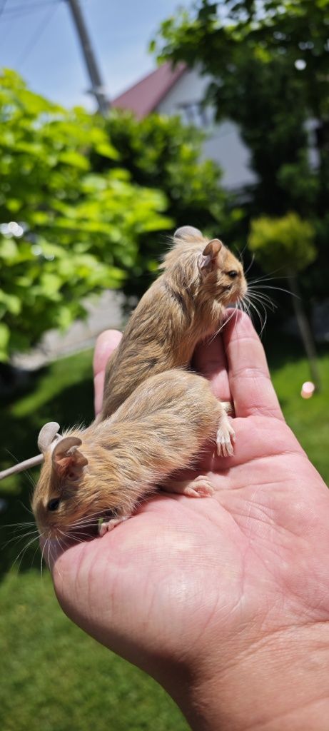 Vând veverițe degu pui