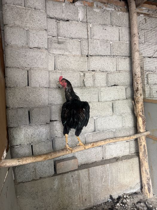 Daken xoroz abmen makyonga