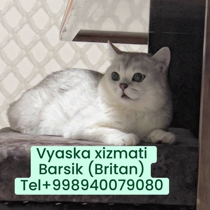 Vyaskaga Britanski serebristi shinshilla 2 yosh
