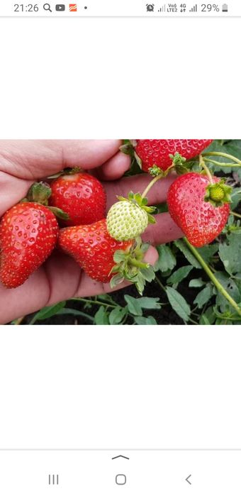 Саженцы клубники