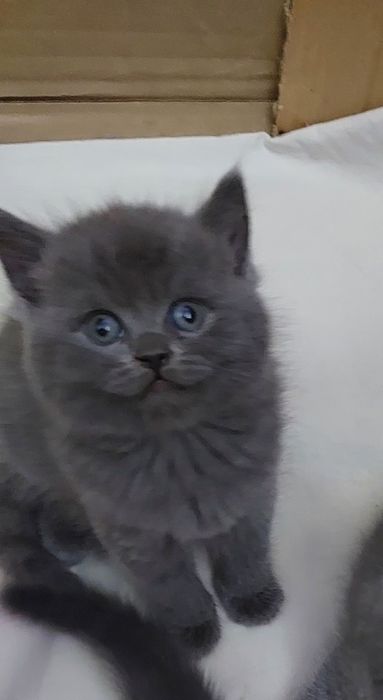 Скотиш Страйт мальчики