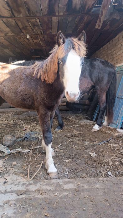 Продам жабагы 300 000