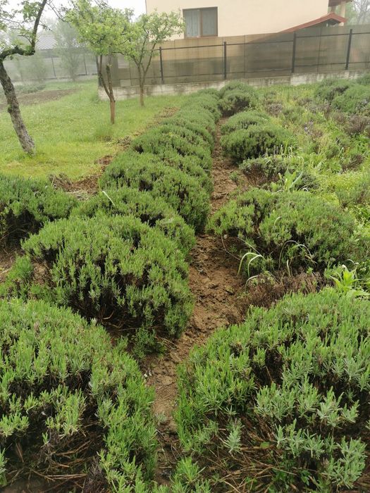 Tufe de lavandă intermedia x grosso