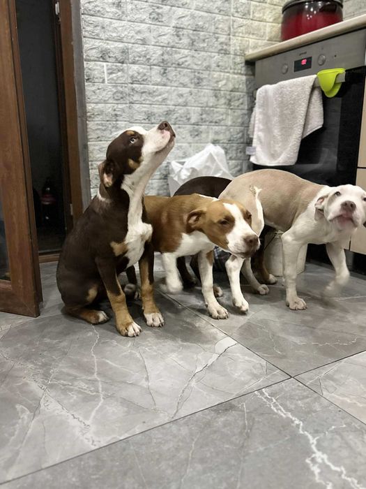 American Staffordshire Terrier