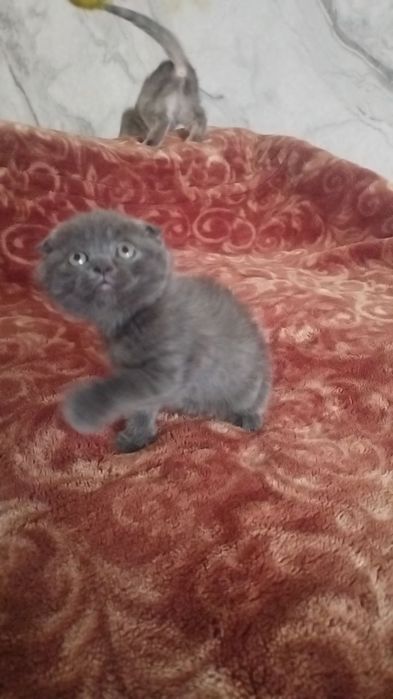 Скотш фолд девочка 1,5 м . мушукча фолд 1,5 ойли